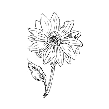 doodle sketch of honey sunflower isolated. Vector illustration can used for botanical design, posters and print for interior. Retro vintage illustration sunflower outline.