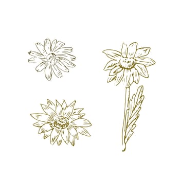 doodle sketch of honey flower isolated. Vector illustration can used for botanical design, posters and print for interior. Retro vintage illustration camomile outline.