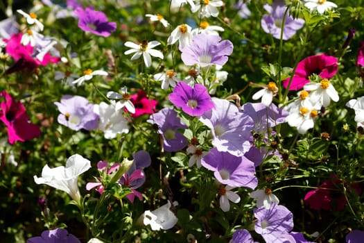 Purple flowering primroses in a flower bed, Closeup, Germany