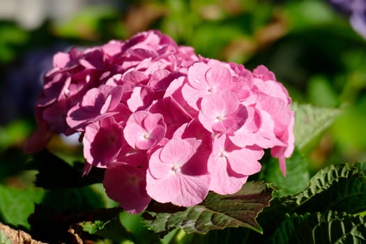 pink flowering hydrangea, Germany, Europe