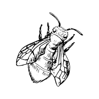 Honey bee flying and sitting sketch. Vintage drawing, outline vector. Vector illustration can used for poster, cards, banner and label. Retro style.