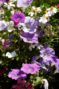 Purple flowering primroses in a flower bed, Closeup, Germany