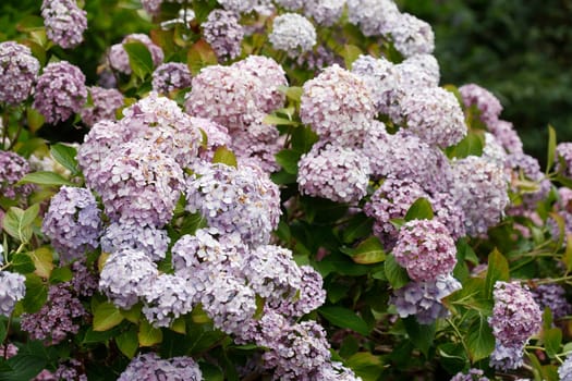 Purple flowering hydrangea (Hydrangea), Germany