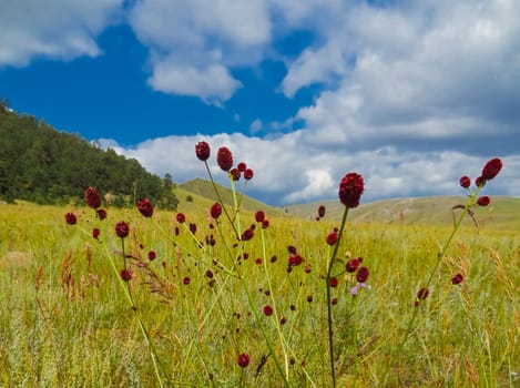 Landscape meadows and pastures of the Baikal National Park. Landscape meadows and pastures of the Baikal National Park.