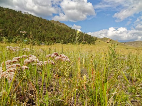 Landscape meadows and pastures of the Baikal National Park. Landscape meadows and pastures of the Baikal National Park.