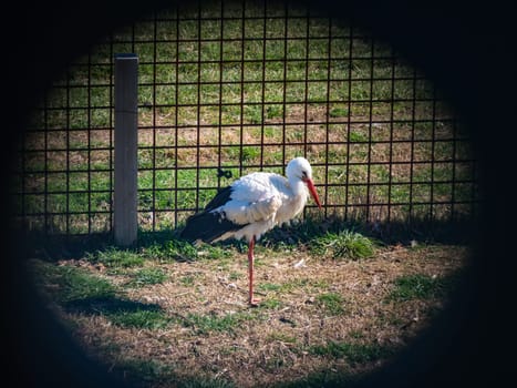 Stork station for injured animals
