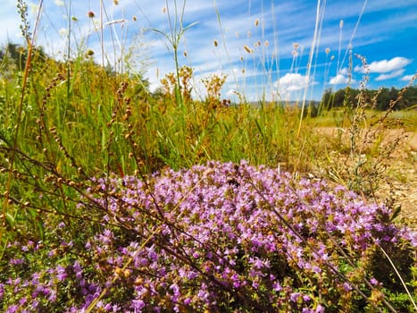 Baikal landscape, meadows by the lake. Baikal landscape, meadows by the lake.
