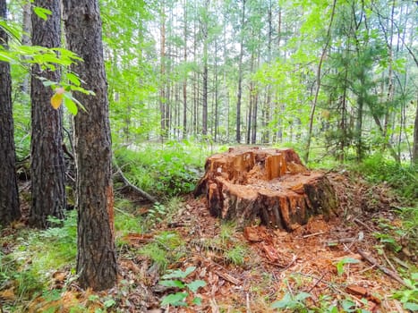 Stump sawn thick wood. deforestation under baikal.