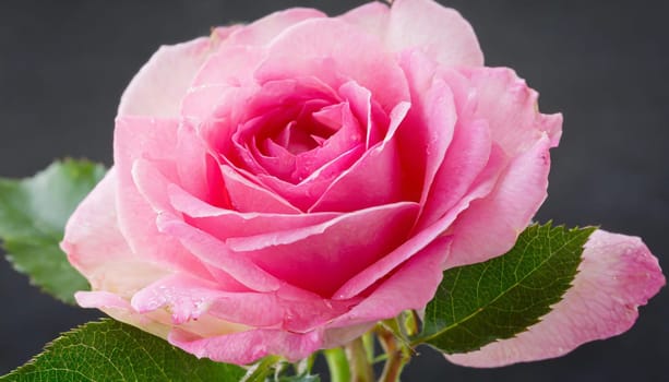 Close up of tenderness pink rose.