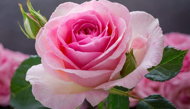 Close up of tenderness pink rose.