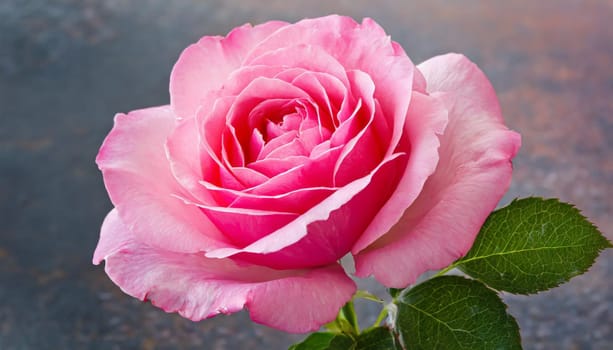 Close up of tenderness pink rose.