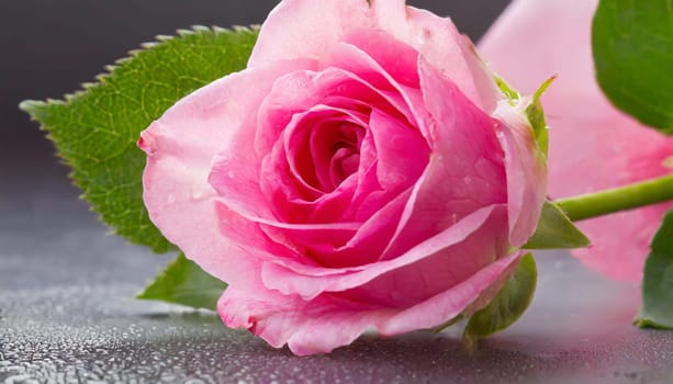 Close up of tenderness pink rose.