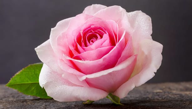 Close up of tenderness pink rose.