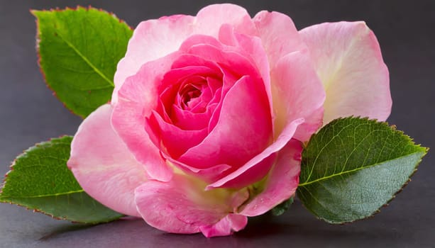 Close up of tenderness pink rose.
