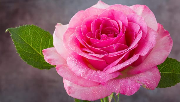 Close up of tenderness pink rose.