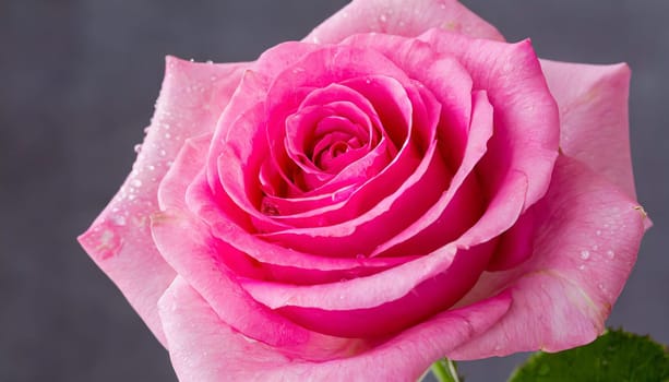 Close up of tenderness pink rose.