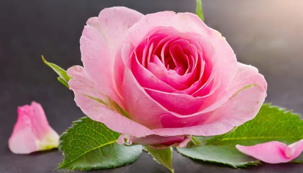 Close up of tenderness pink rose.