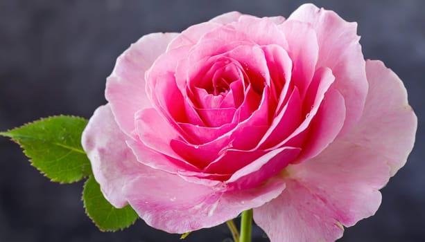 Close up of tenderness pink rose.