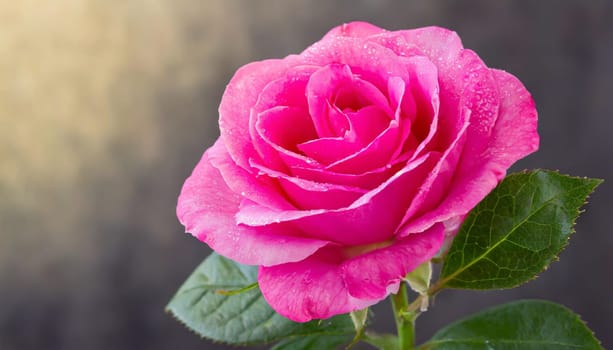 Close up of tenderness pink rose.