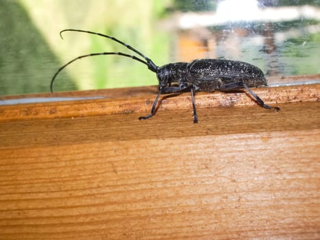 A bark beetle barbel bark beetle subfamily Scolytinae.