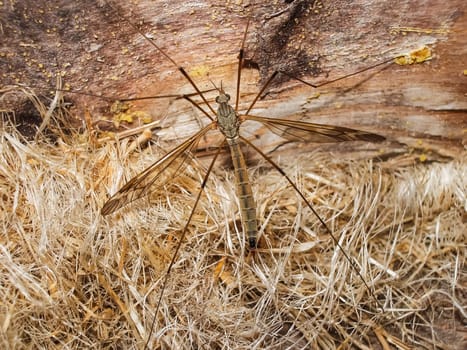 Tipulidae. They have longs leg with two long and slend. It stick to the green wall.