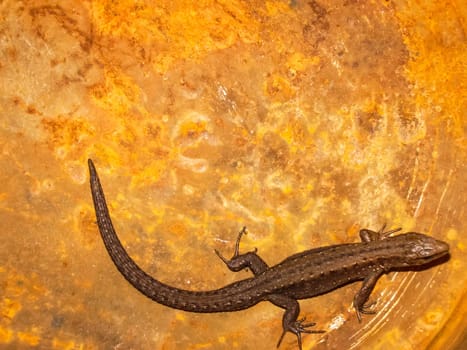 Gray little lizard. Reptile eating insects Gray little lizard. Reptile eating insects