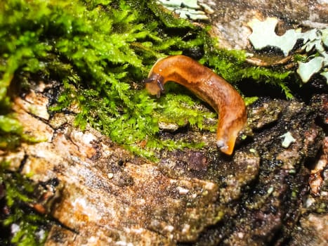 Brown slug crawling on the ground. Brown slug crawling on the ground.