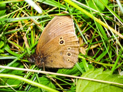 Butterfly in the grass, sits on a sheet. Butterfly in the grass, sits on a sheet.