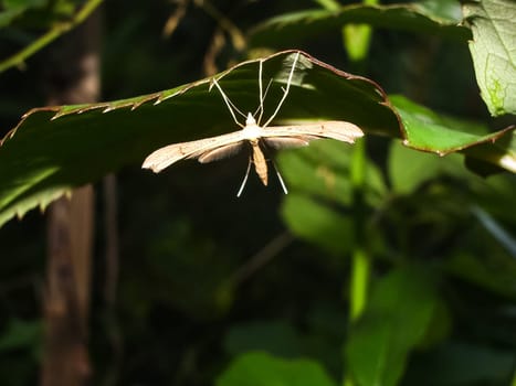 Tipulidae. They have longs leg with two long and slend. It stick to the green wall.