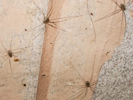 Opiliones, harvestmen, daddy longlegs Opiliones harvestmen daddy longlegs