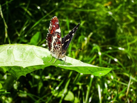 Butterfly in the grass, sits on a sheet. Butterfly in the grass, sits on a sheet.