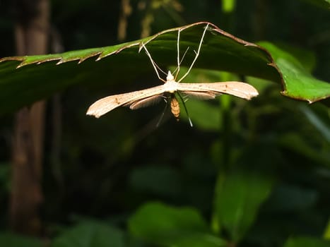 Tipulidae. They have longs leg with two long and slend. It stick to the green wall.