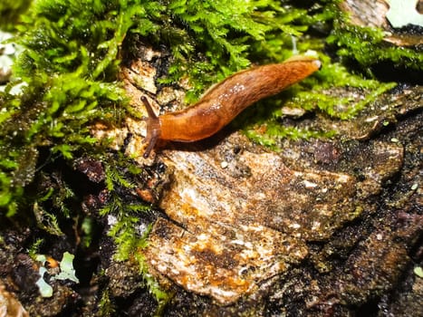 Brown slug crawling on the ground. Brown slug crawling on the ground.