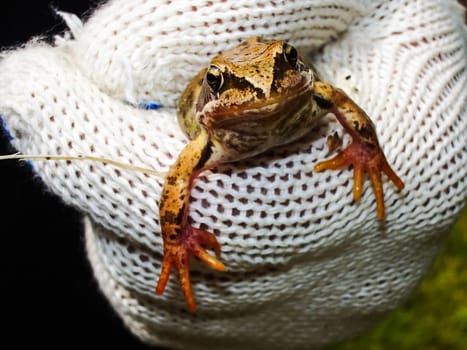 Frog caught in the hands of man. Frog caught in the hands of man.