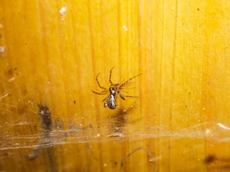 Spider arthropod animal, small predator of the animal world