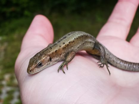 Gray little lizard. Reptile eating insects Gray little lizard. Reptile eating insects