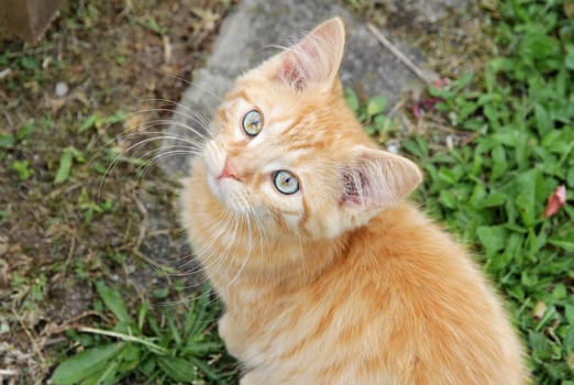 A curious little red cat with blue eyes