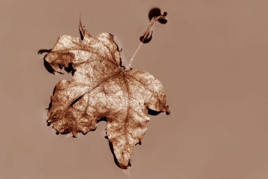 An autumn leaf in the water in Peach Fuzz