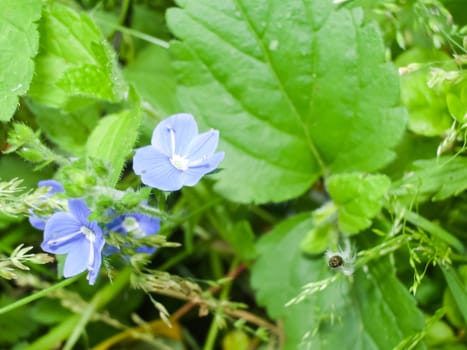 Flowers plants, beautiful flowering plants. Flowers plants, beautiful flowering plants