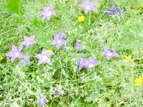 Flowers plants, beautiful flowering plants. Flowers plants, beautiful flowering plants