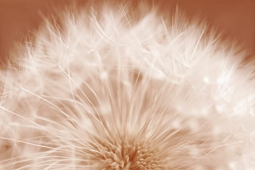Close-up of a dandelion, a faded dandelion in Peach Fuzz