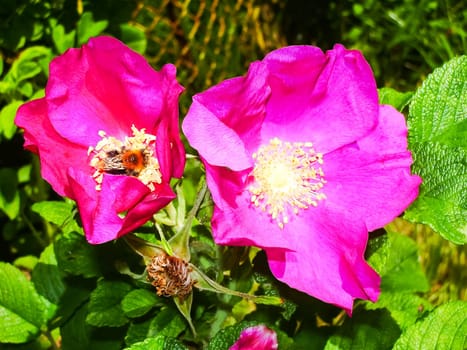 Flowers plants, beautiful flowering plants. Flowers plants, beautiful flowering plants