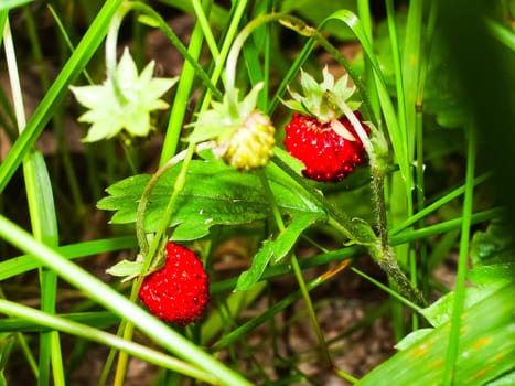 Flowers plants, beautiful flowering plants. Flowers plants, beautiful flowering plants