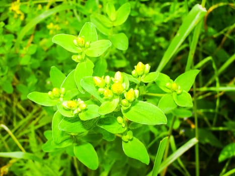 Flowers plants, beautiful flowering plants. Flowers plants, beautiful flowering plants