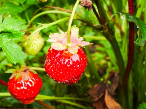 Flowers plants, beautiful flowering plants. Flowers plants, beautiful flowering plants
