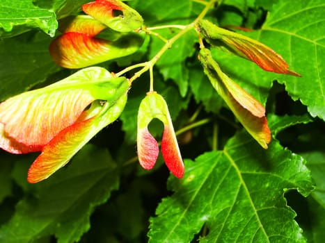 Flowers plants, beautiful flowering plants. Flowers plants, beautiful flowering plants