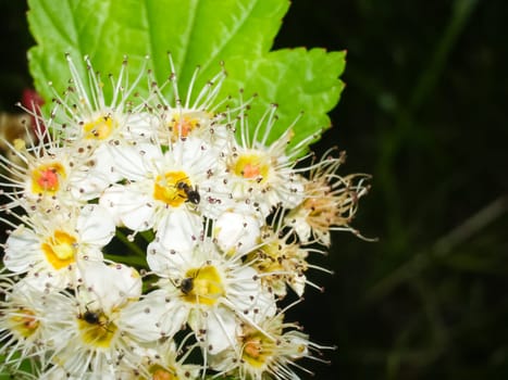 Flowers plants, beautiful flowering plants. Flowers plants, beautiful flowering plants