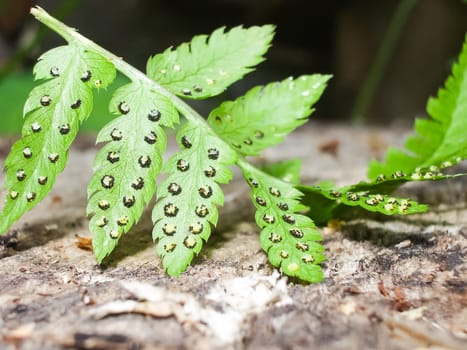 Fern leaves, herbaceous plant fern. Fern leaves, herbaceous plant fern