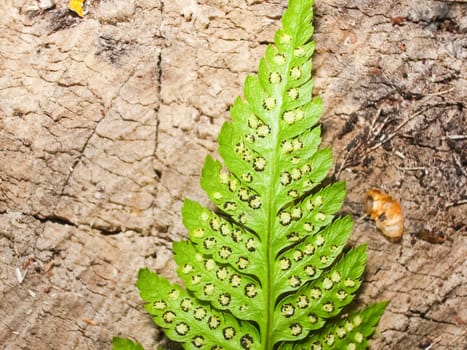 Fern leaves, herbaceous plant fern. Fern leaves, herbaceous plant fern