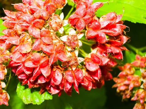 Flowers plants, beautiful flowering plants. Flowers plants, beautiful flowering plants